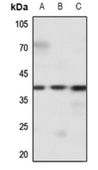 EDG2 Antibody