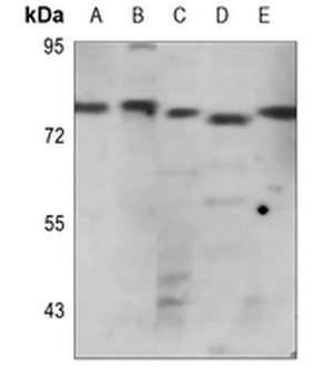 WASF1 Antibody