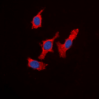 WASF1 Antibody