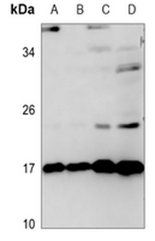 TNFAIP8L2 Antibody