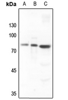 SKIL Antibody