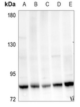 MYBL2 Antibody