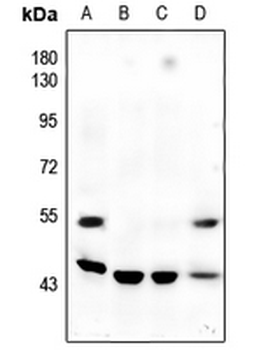 JNK1/2/3 (pT183/Y185) Antibody