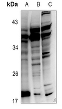 FGF22 Antibody