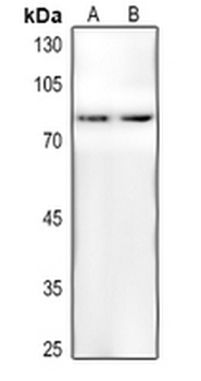 AKT (pT450) Antibody