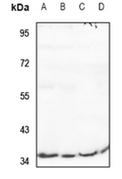 RIMKLB Antibody