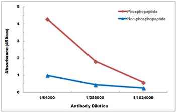 CD61 (pY785) Antibody