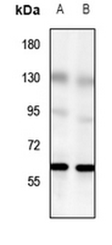 GPR56 Antibody