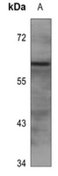 EPN2 Antibody