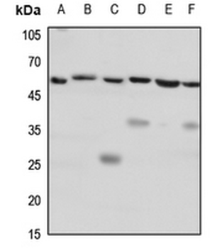 CD184 Antibody