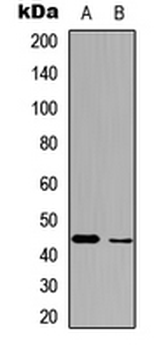 BMP2 Antibody
