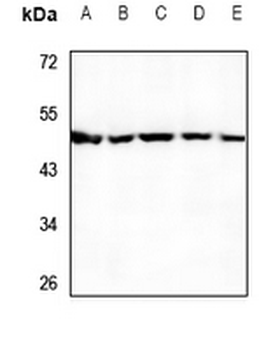 UBA5 Antibody