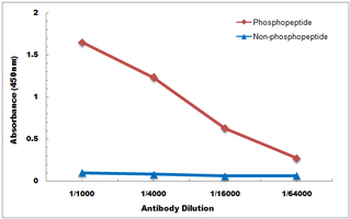 SMAD2 (pS467) Antibody