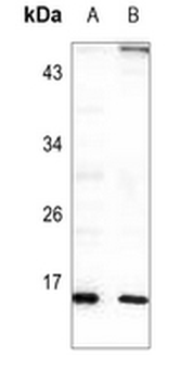 RPL22 Antibody