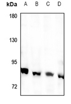 RFWD3 Antibody
