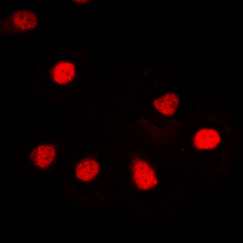 hnRNP G Antibody