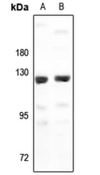 G15 Antibody