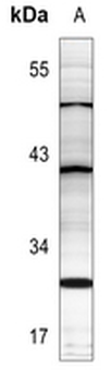 PTTG1IP Antibody