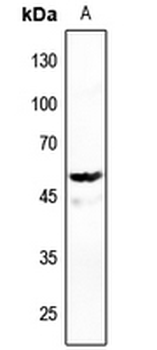 DNA Polymerase gamma 2 Antibody