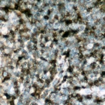 p47 phox (pS304) Antibody