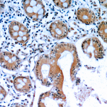 LIF Antibody