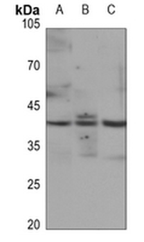 JUNB (pS259) Antibody