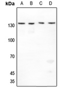 Histone Deacetylase 4 Antibody