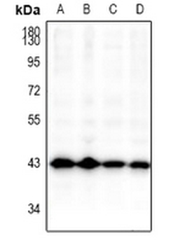 GSK3 beta Antibody
