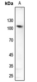 GLURD2 Antibody