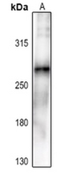 ACC alpha (pS80) Antibody