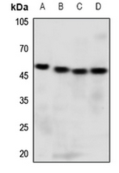 GPR13 Antibody