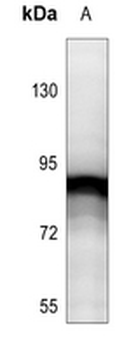 STAT5 (pY694/699) Antibody