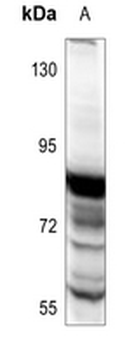 STAT5 Antibody