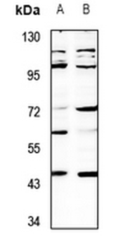 SH3GLB2 Antibody