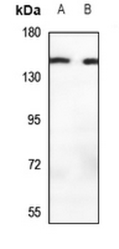 MOV10L1 Antibody