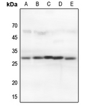14-3-3 theta/tau Antibody