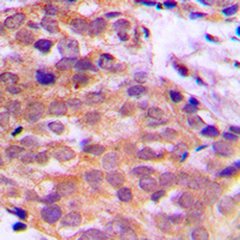 14-3-3 theta/tau Antibody