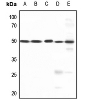 AP2 gamma Antibody