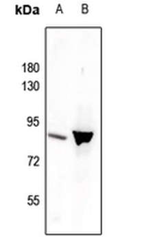 STAT3 (pY705) Antibody