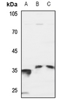 SRSF7 Antibody