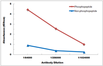 SHPTP2 (pY542) Antibody