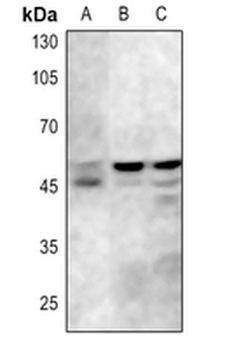 GSK3 alpha/beta (pY279/216) Antibody
