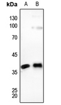 Connexin 37 Antibody