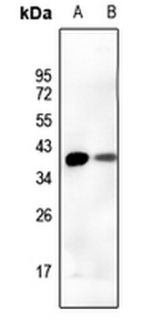 DUSP1 Antibody