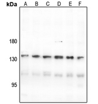 CNGB1 Antibody