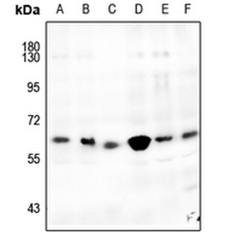 CDK8 Antibody