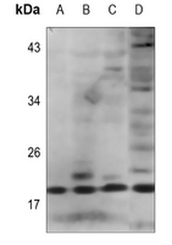IL-2 Antibody
