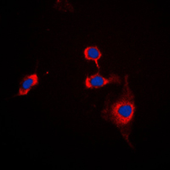 CD172a Antibody