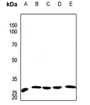 APOA1BP Antibody