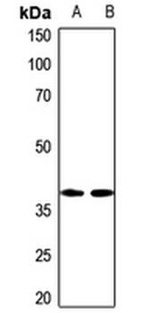NIP1 Antibody